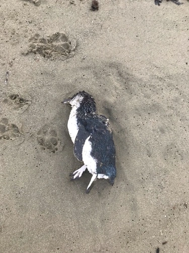 Kororā (Little Blue Penguin)