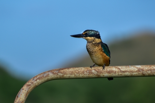 New Zealand Kingfisher