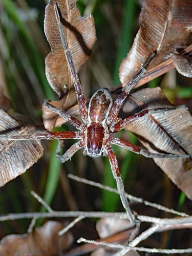 Nurseryweb Spider