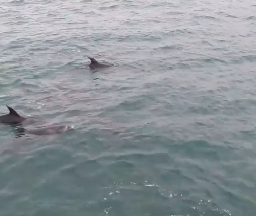 Long-nosed Dolphins