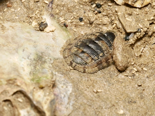 Snakeskin Chiton