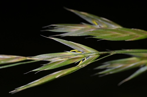 prairie grass