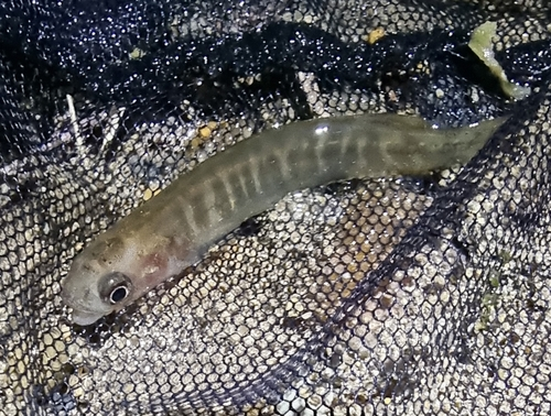 Banded Kōkopu