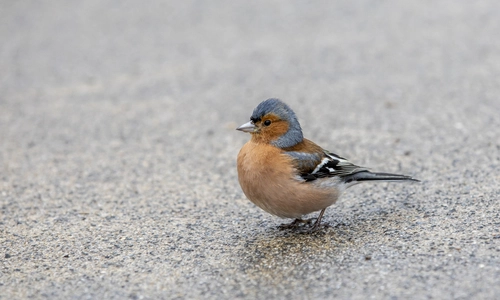 Fringilla coelebs gengleri