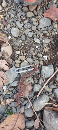 New Zealand giant centipede