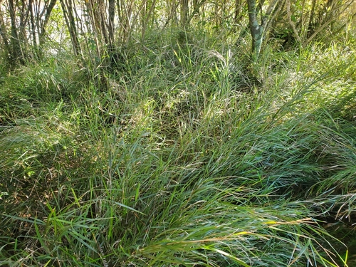 Microlaena polynoda