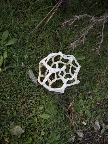 White Basket Fungus