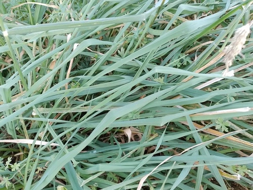prairie grass