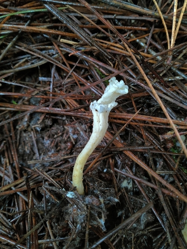 wrinkled club fungus