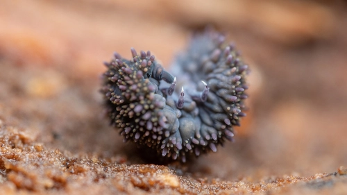 Holacanthella brevispinosa