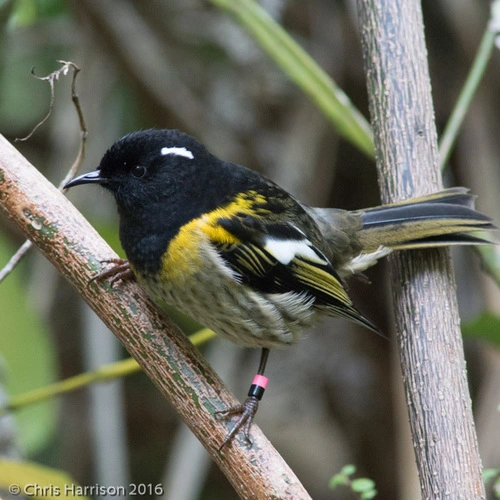 Stitchbird