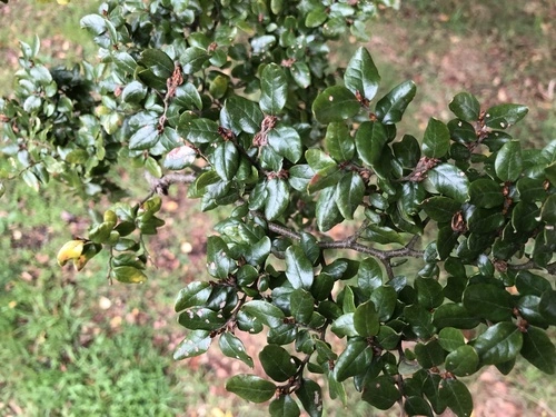 New Zealand Black Beech