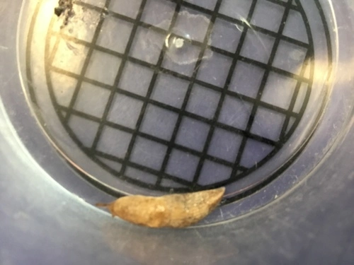 Milky Slug