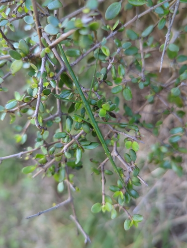 Smooth Stick Insect