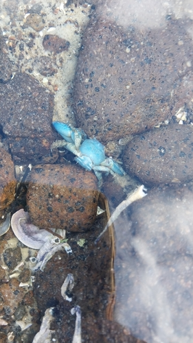 New Zealand Half Crab