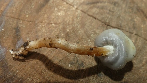 Psilocybe weraroa