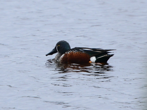 Australian Shoveler