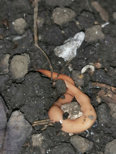 Australian Flatworm