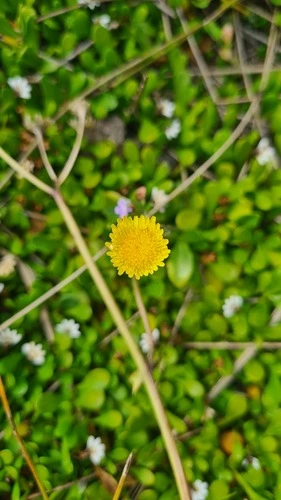 New Zealand Sow Thistle