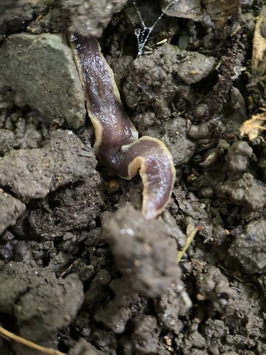 New Zealand Flatworm