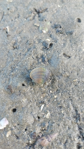 New Zealand Cockle