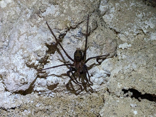 Nelson Cave Spider