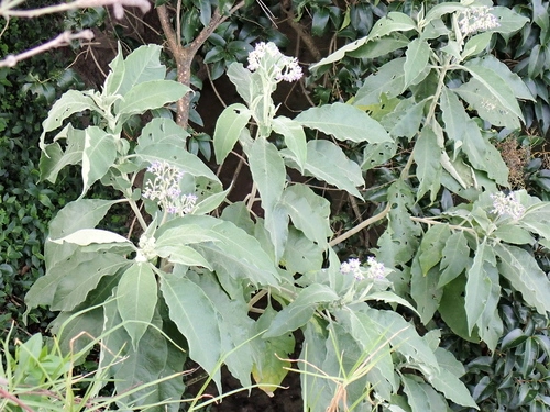 tobacco bush weed