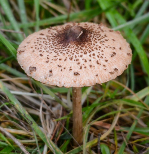 Macrolepiota clelandii