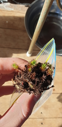 bristly haircap moss