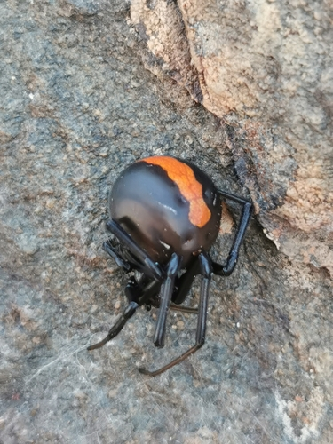 Redback Spider