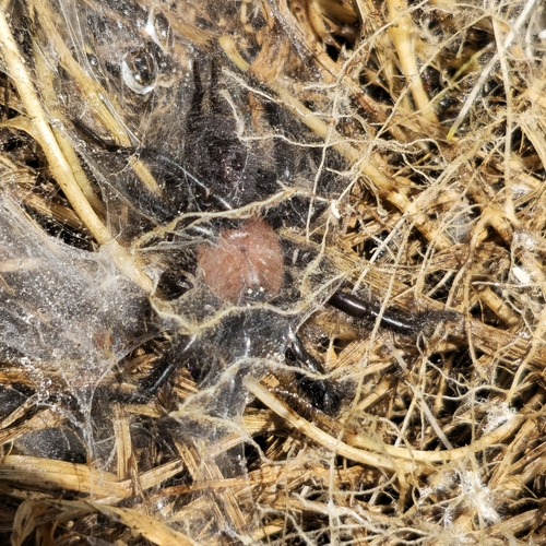 Black Tunnelweb Spider