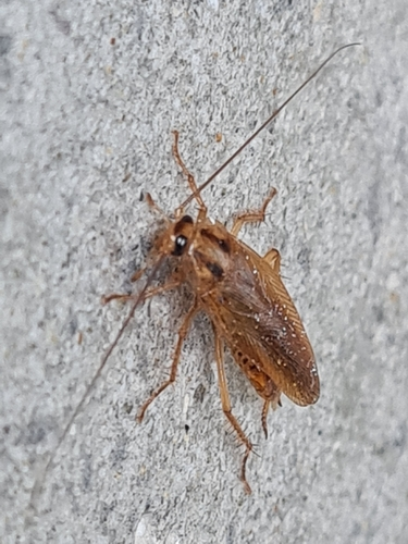 German Cockroach