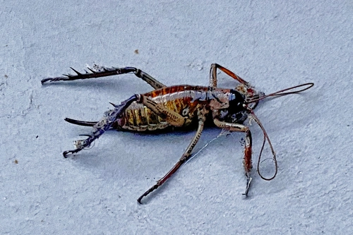 Auckland Tree Weta