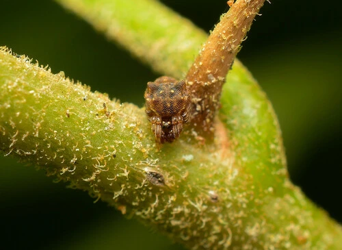 Mushroom Comb-footed Spiders