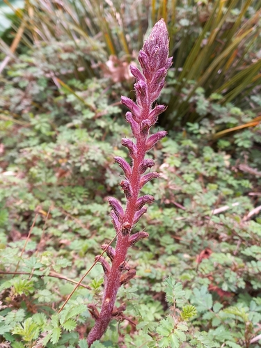 Common Broomrape