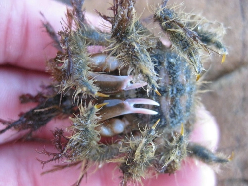 Hairy Seaweed Crab