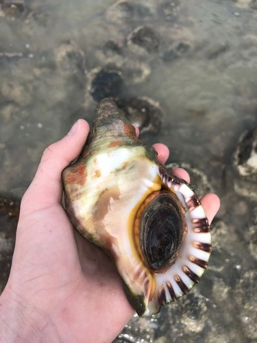 Knobbed Triton Snail
