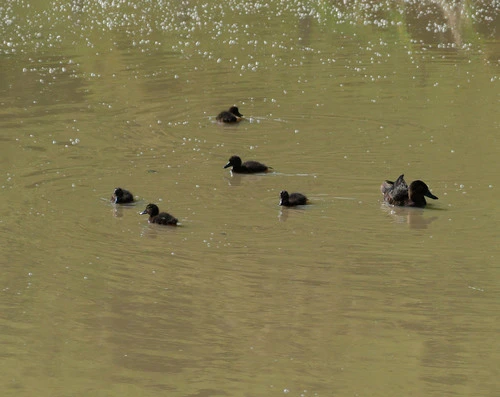Pāteke (Brown Teal)