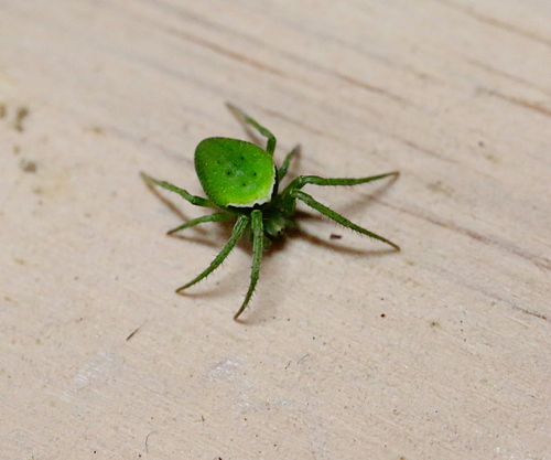 Green Orbweb Spider