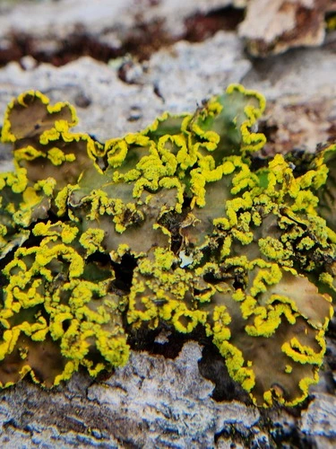 Gold Specklebelly Lichen