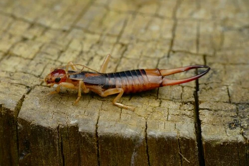 Sandohrwurm