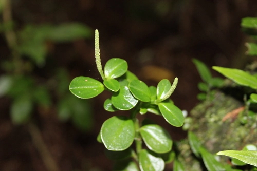 Peperomia urvilleana