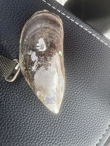 Perna canaliculus