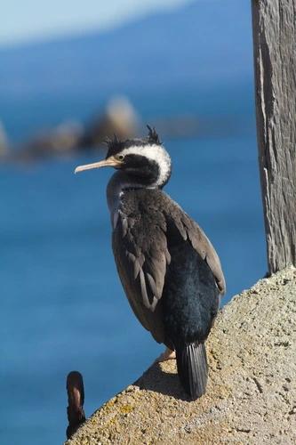 Pārekareka (Spotted Shag)