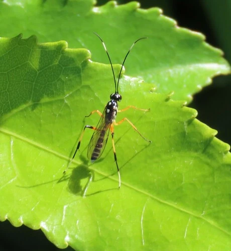Lemon Tree Borer Parasitoid Wasp