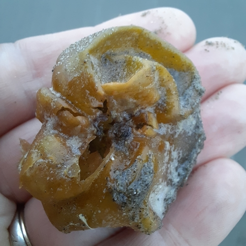 Puff-ball Algae
