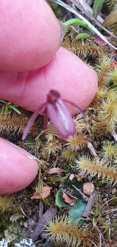 small gnat orchid