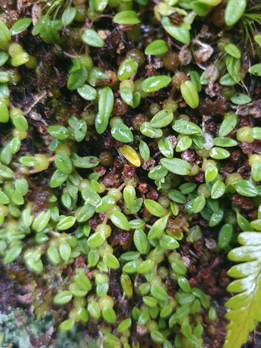 Pygmy Tree Orchid