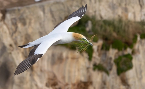 Tākapu (Australasian Gannet)