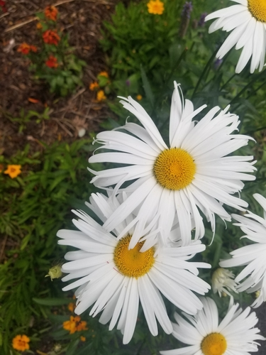 max chrysanthemum